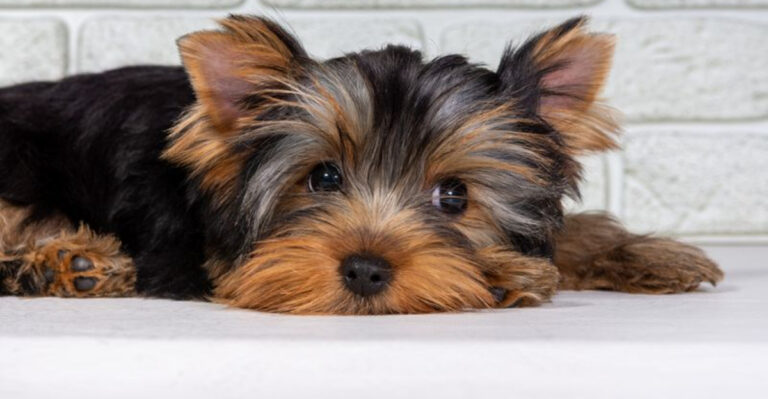 15 Ways To Keep Your Yorkshire Terrier Healthy And Happy
