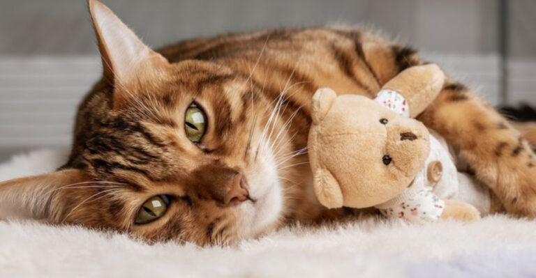 15 Ways To Provide Stability For An Emotionally Fragile Cat