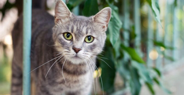 15 Ways To Tell If A Cat Is Feral (And How To Handle It)
