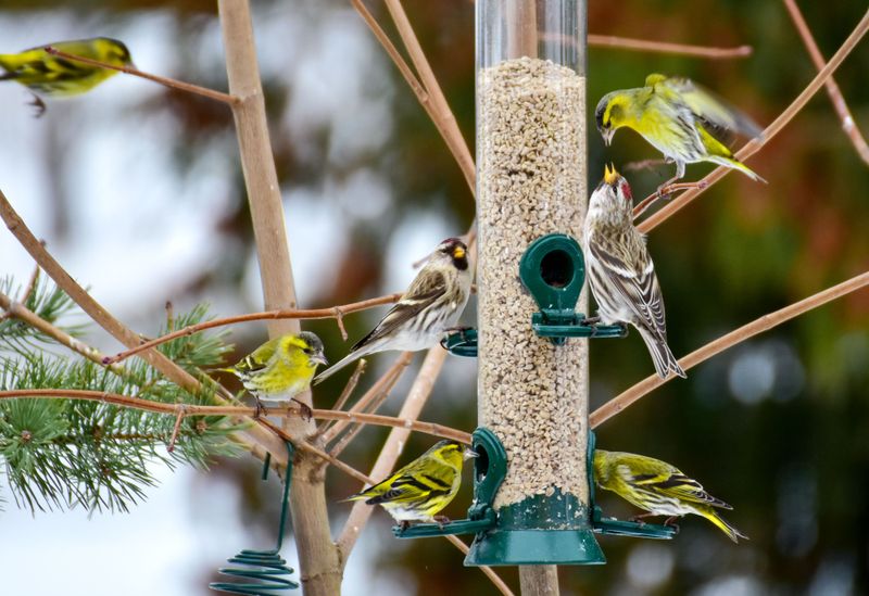 Variety Of Species Appear