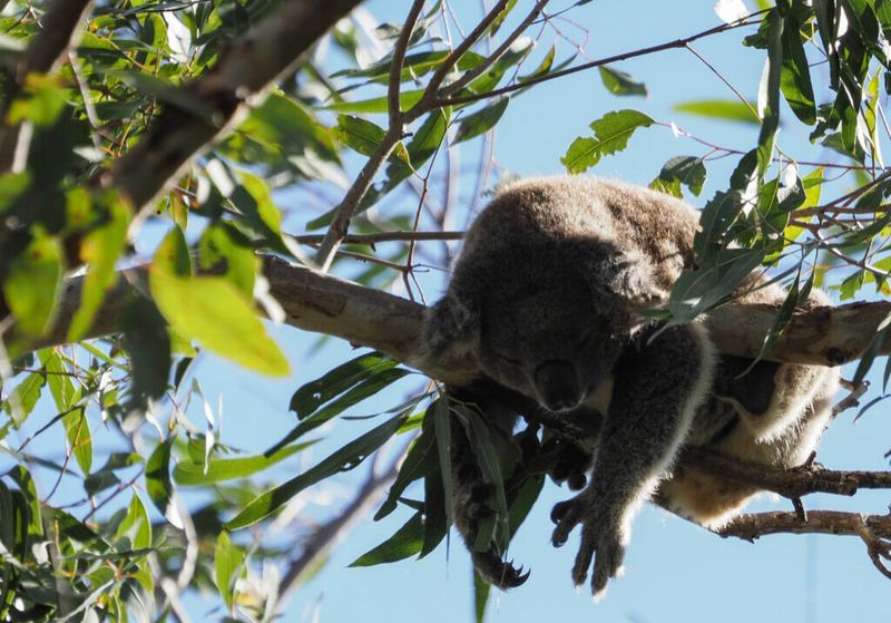 Plant Eucalyptus Trees