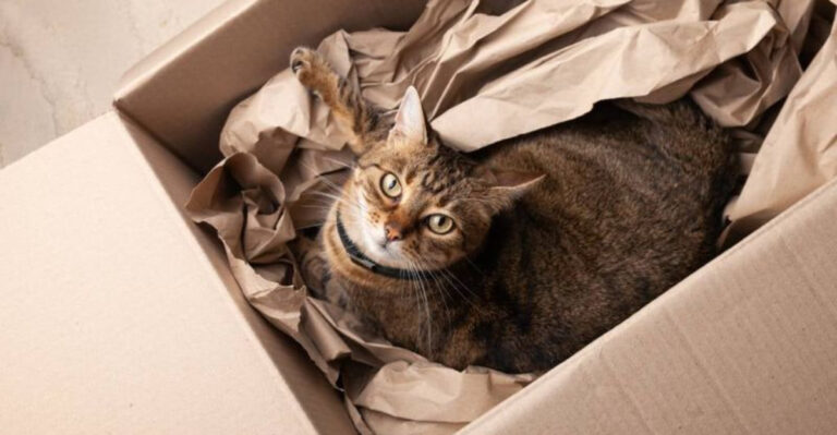 15 Ways You Can Help Your Cat Adjust To A New Home