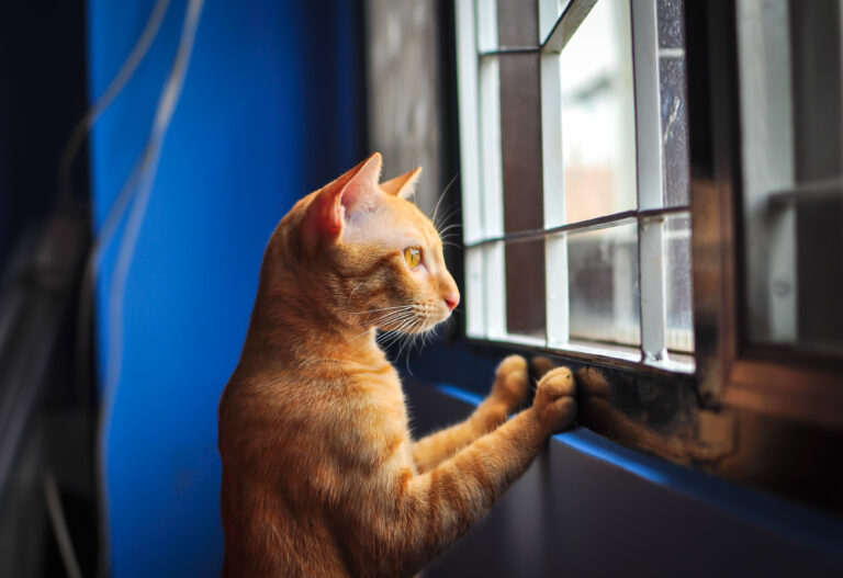 15 Ways You’re Accidentally Neglecting Your Cat When You Leave Them Alone