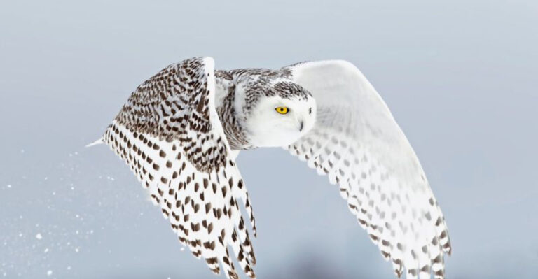 15 Wild American Birds That Should Never Be Kept As Pets