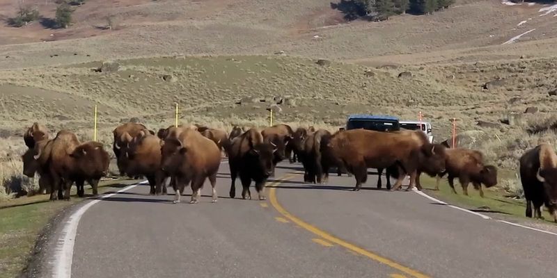 Bison Jams On Park Roads