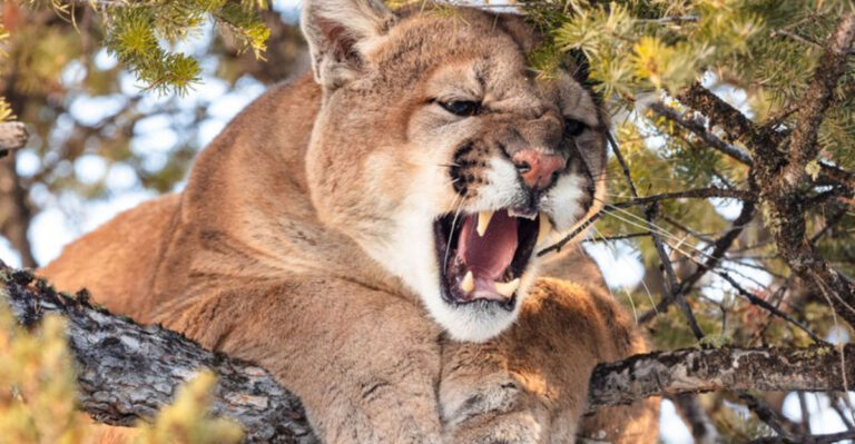 15 Wild Animal Encounters You Should Be Prepared For In Yellowstone National Park