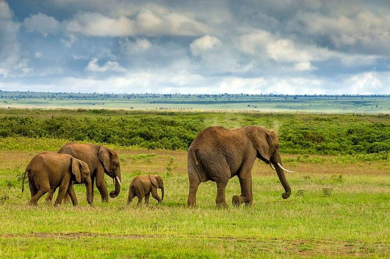 Elephants