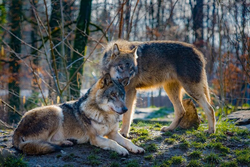 Wolves: Loyal Pack Leaders
