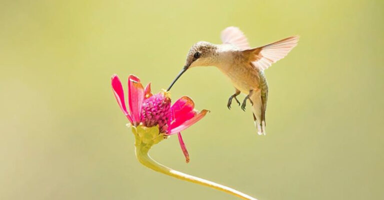 15 Wild Birds That Are Surprisingly Friendly But Not Suitable As Pets