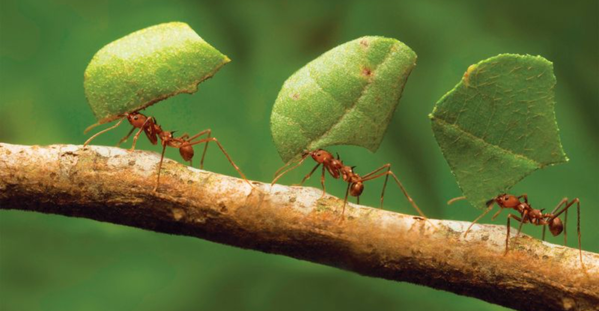 15 Wild Species Known For Their Remarkable Intelligence