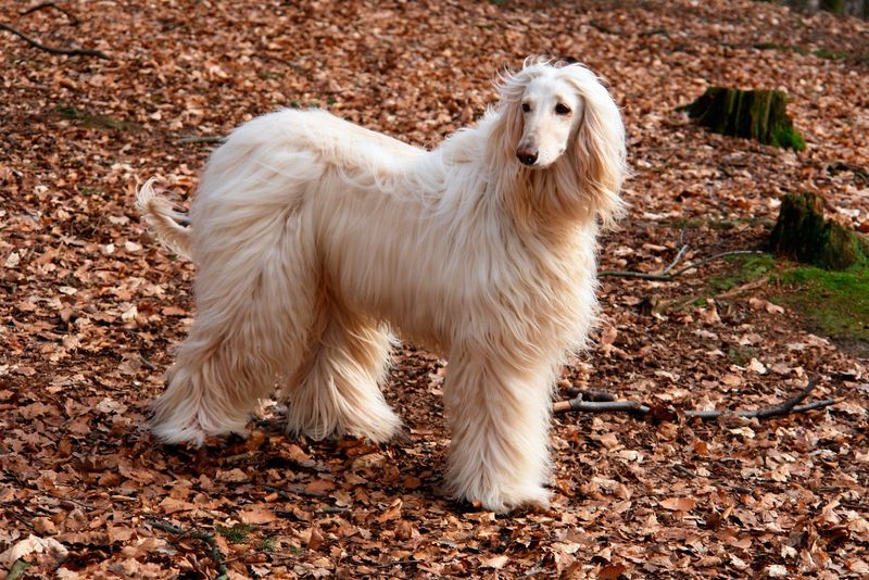 Afghan Hound