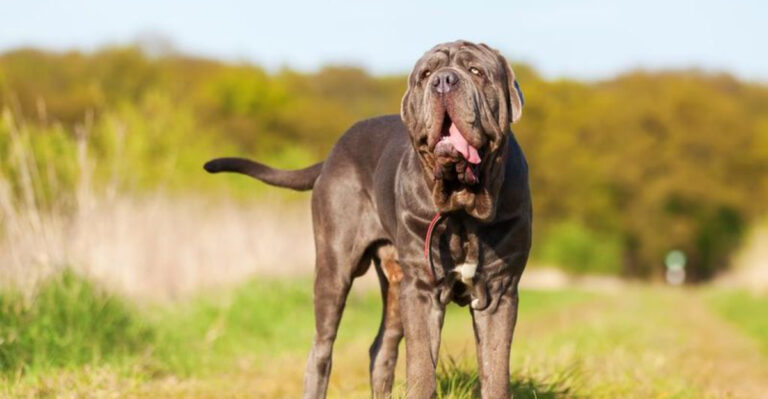 15 Wonderful Dog Breeds That Deserve More Than A Busy Owner
