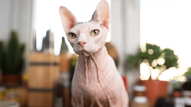 Sphynx