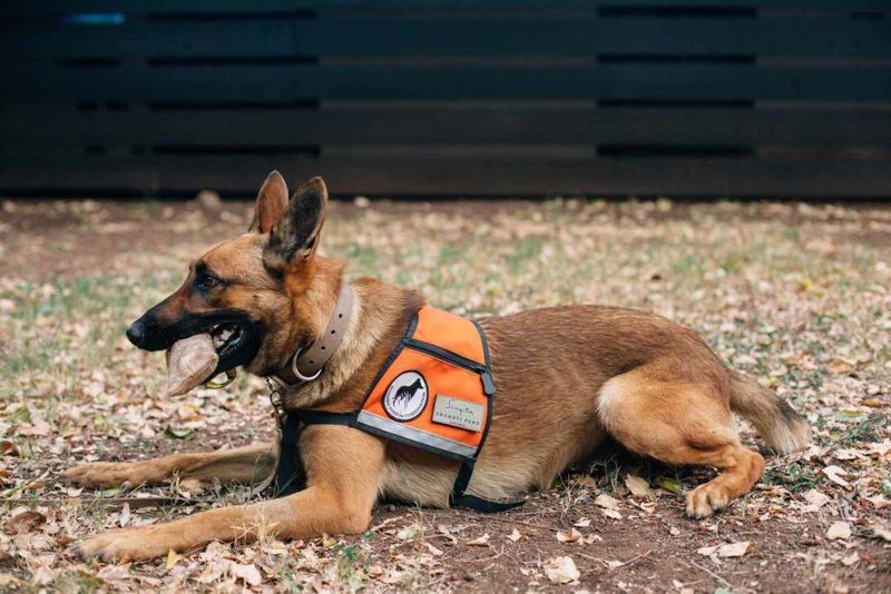 Anti-Poaching Units
