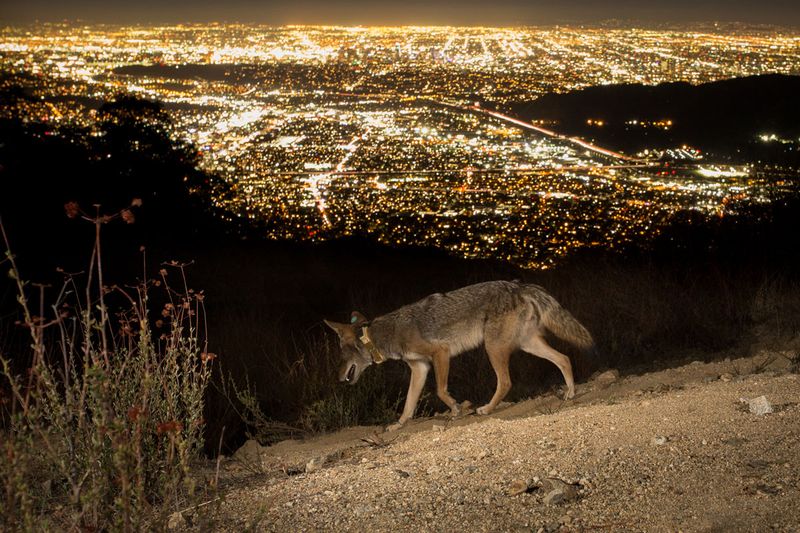 Los Angeles, California
