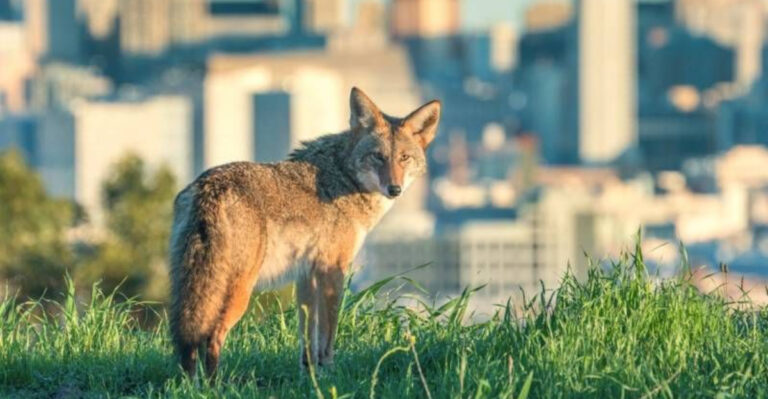 16 American Cities With More Coyotes Than Cats