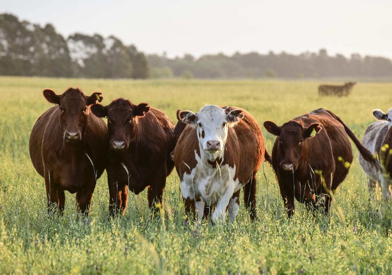 Cattle: Foundations Of Agriculture