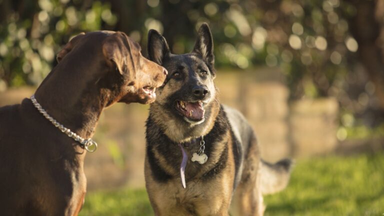 16 Best Dog Breeds That Pair Perfectly With A German Shepherd