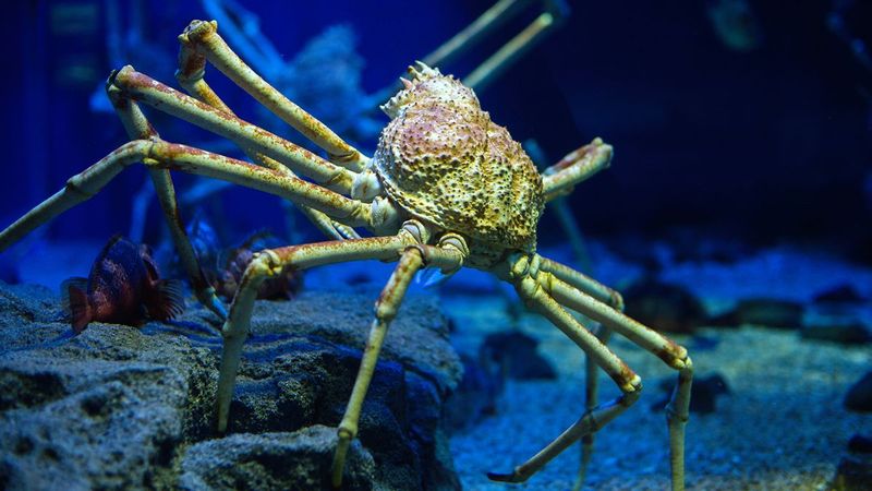 Japanese Spider Crab