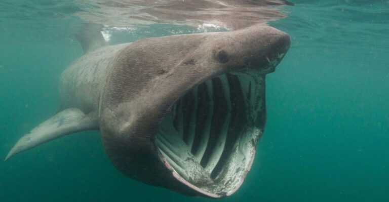 16 Biggest Ocean Creatures Ever Captured On Film