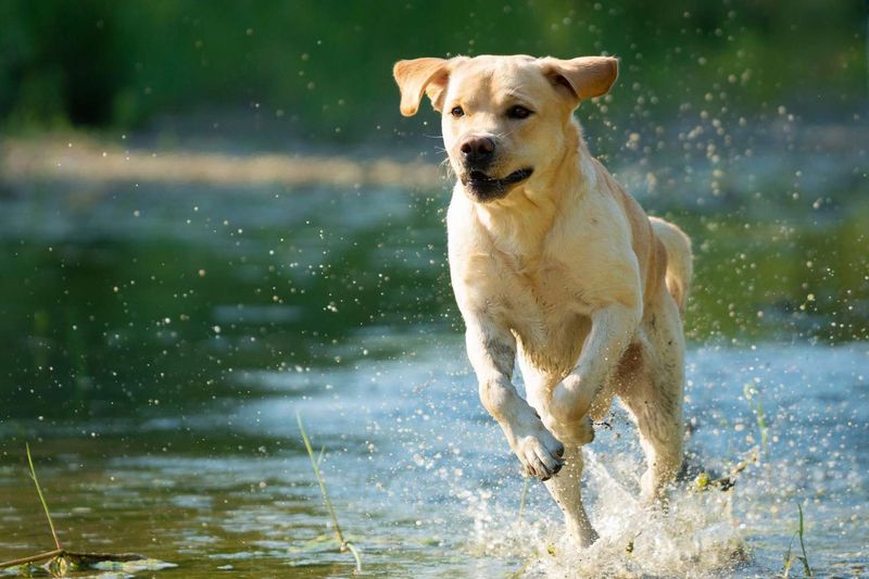 Labrador Retriever