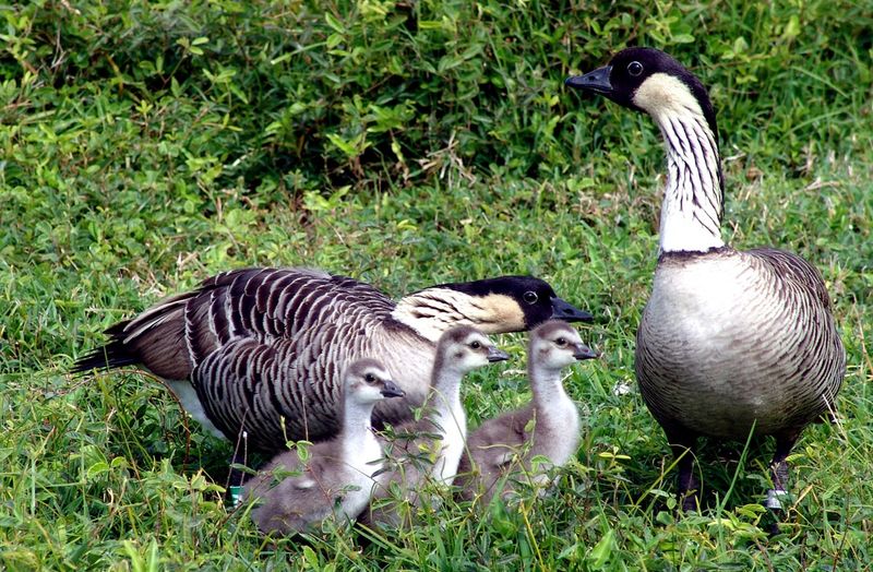 Nene (Hawaiian Goose)
