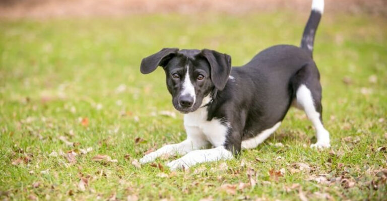16 Calming Signals Dogs Use To Say “I’m Not A Threat”