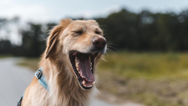 Yawning When Not Tired