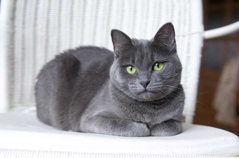 Russian Blue: Quiet Sophisticates
