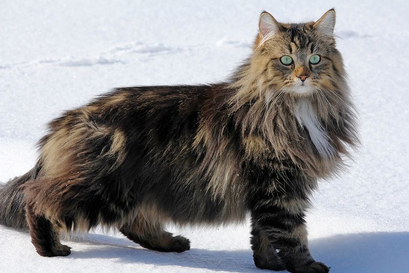 Norwegian Forest Cat