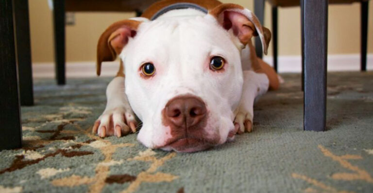 16 Clear Signs Your Dog Is Crying Out For More Attention