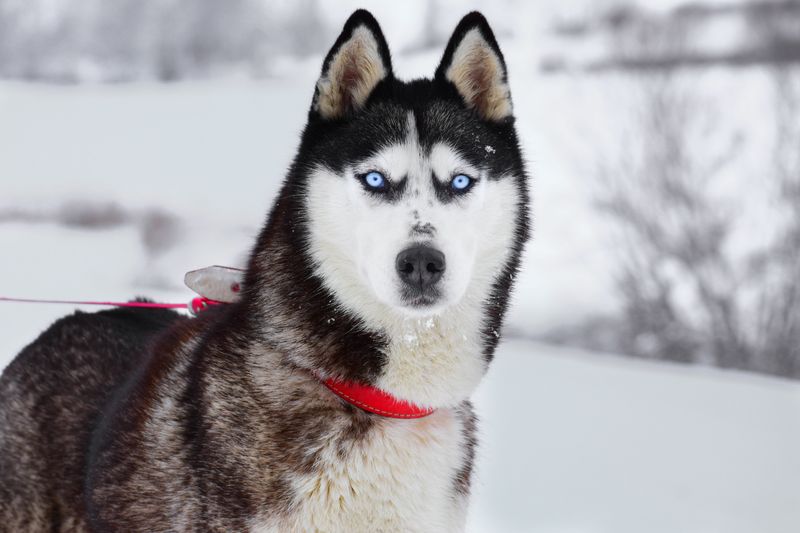 Siberian Husky: The Escape Artist