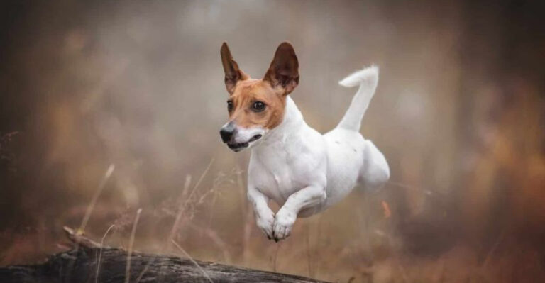 16 Dog Breeds That Can Be More Troublesome Than Toddlers