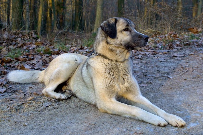 Kangal Shepherd
