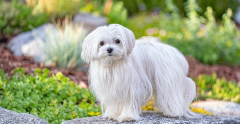 16 Dog Breeds That Don’t Deserve The Hype