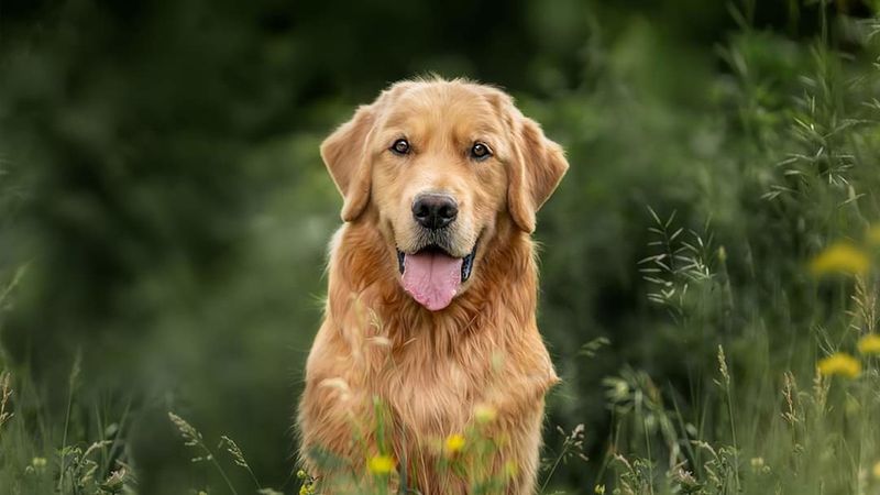 Golden Retriever: The Social Butterfly