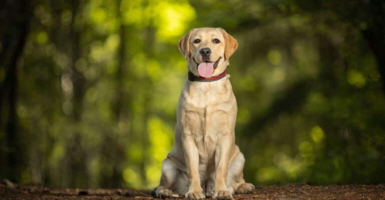 16 Dog Breeds That Will Easily Become Besties With Your Friends