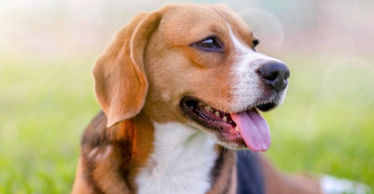 16 Dog Breeds Veterinarians Say You Should Avoid Buying