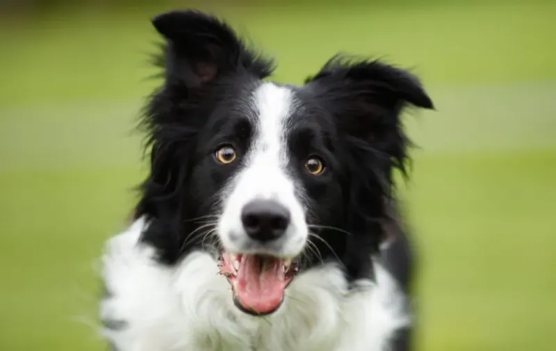 Border Collie: The Ultimate Herding Machine