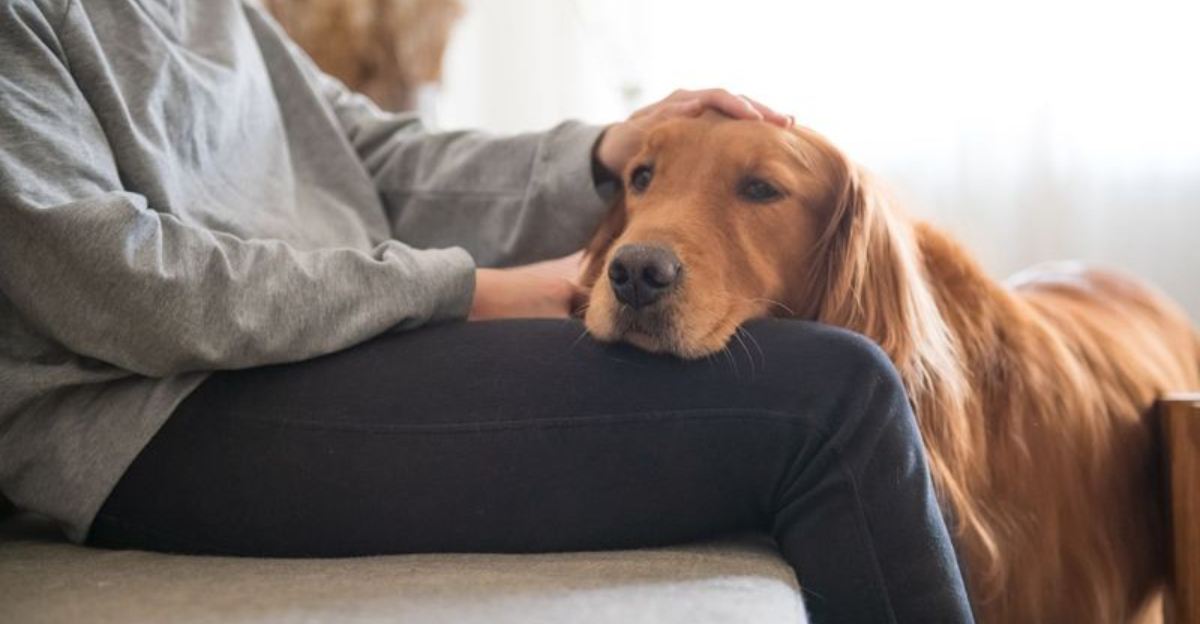 16 Dogs That Are Experts At Understanding Human Body Language