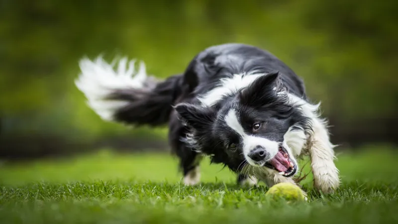 Border Collie: The Emotional Detective