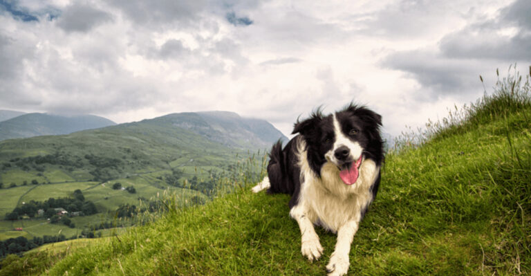 16 Dogs That Aren't Built For City Living