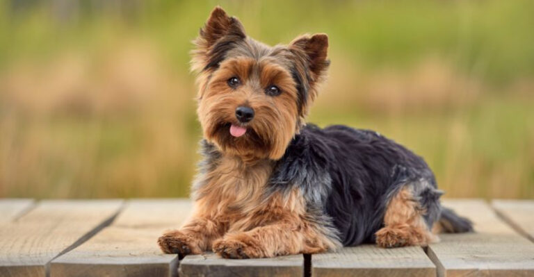 16 Dogs That Match Boomer Energy Perfectly
