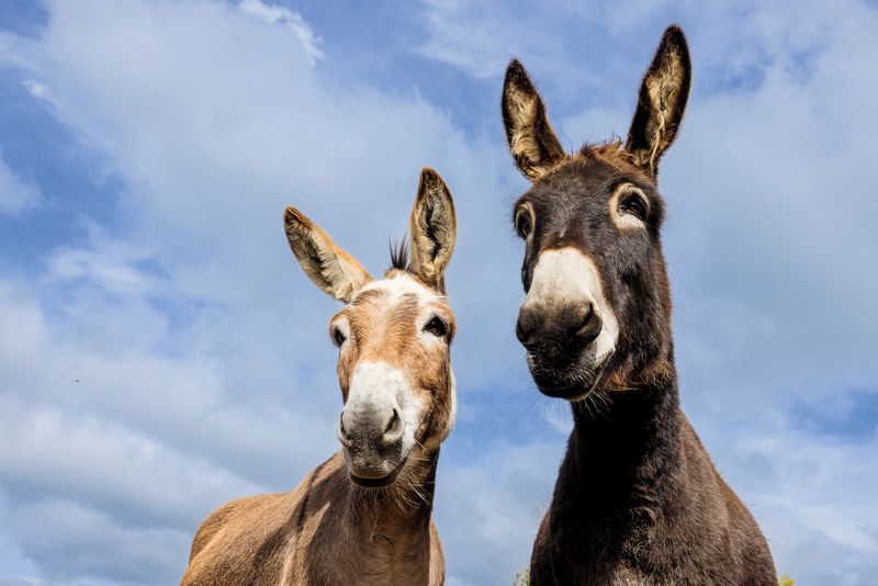 Donkeys Are Stubborn