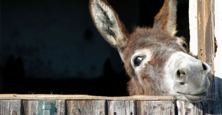 16 Donkey Myths And The Surprising Truths Behind Them