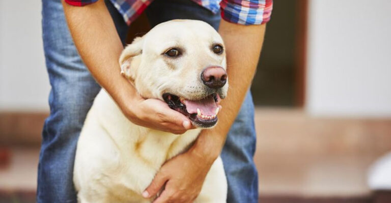 16 Easy Tips To Calm A Panting Dog