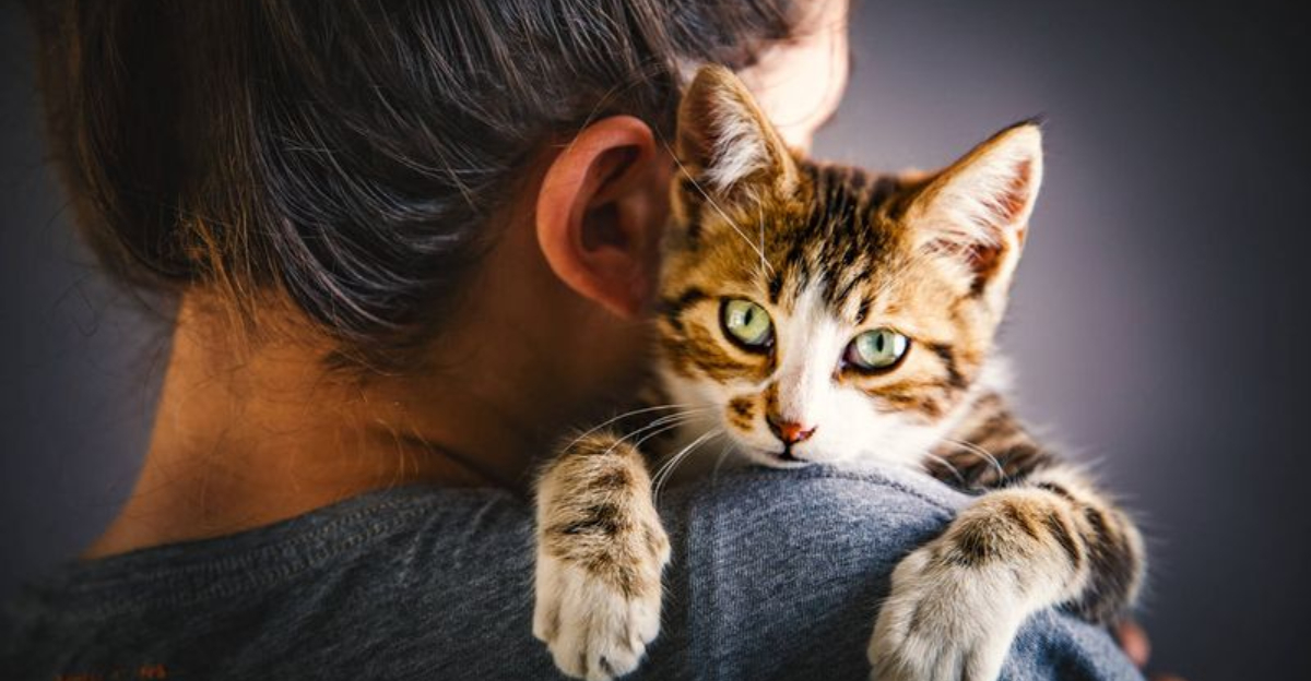 16 Emotional Changes In Cats After Moving Homes