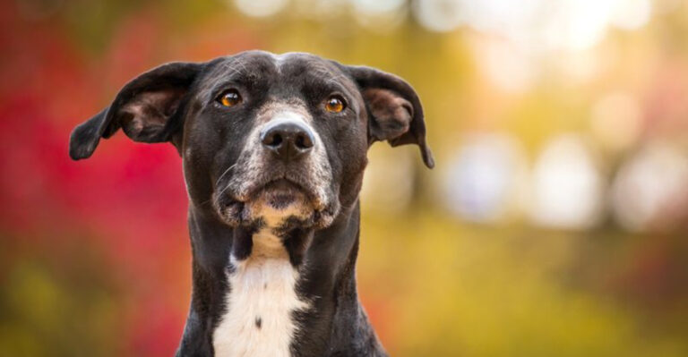 16 Emotional Signals Dogs Use To Show Stress, Loneliness, And Joy