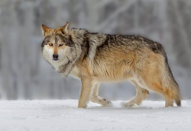 Mexican Gray Wolves