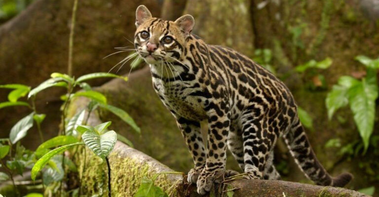 16 Endangered Mexican Wildlife Species That Desperately Need Protection